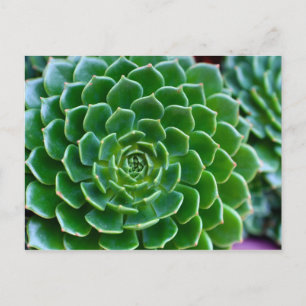 Carte Postale Succulents plante Echeveria