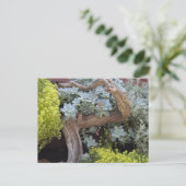 Carte Postale Succulents Postcard (Debout devant)
