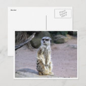 Carte Postale succursale de meerkat (Devant / Derrière)