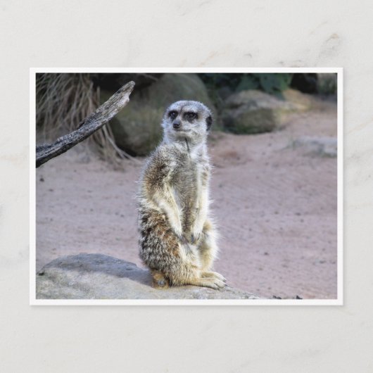 Carte Postale succursale de meerkat (Devant)