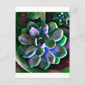 Carte Postale Succuss (Devant)