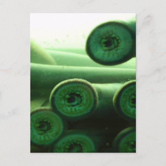 Carte Postale Suceuses (Devant)