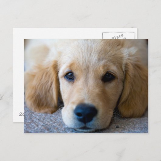 Carte Postale Sucré, chiot doux (Devant / Derrière)