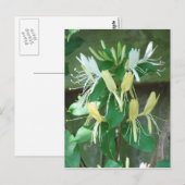 Carte Postale Sucre de miel (Devant / Derrière)