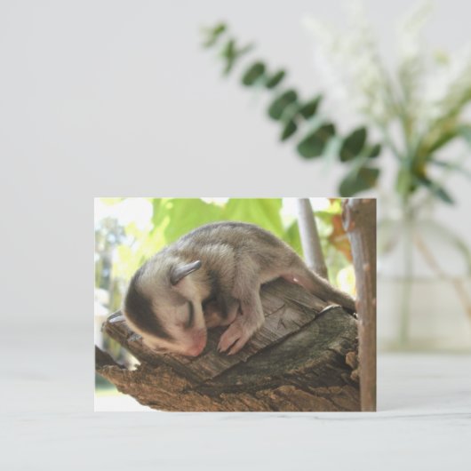 Carte Postale sucre planeur bébé (Debout devant)