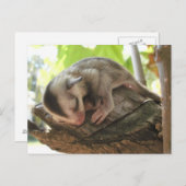 Carte Postale sucre planeur bébé (Devant / Derrière)