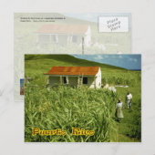 Carte Postale Sucre, Porto Rico (Devant / Derrière)