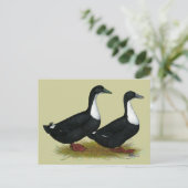 Carte Postale Suédois Canards Noirs (Debout devant)