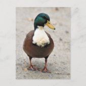 Carte Postale Suis Domestique Mallard Duclair Bibbed Odd Duck (Devant)