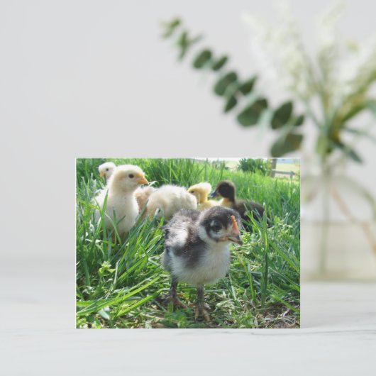 Carte Postale Suivez Le Leader (Debout devant)