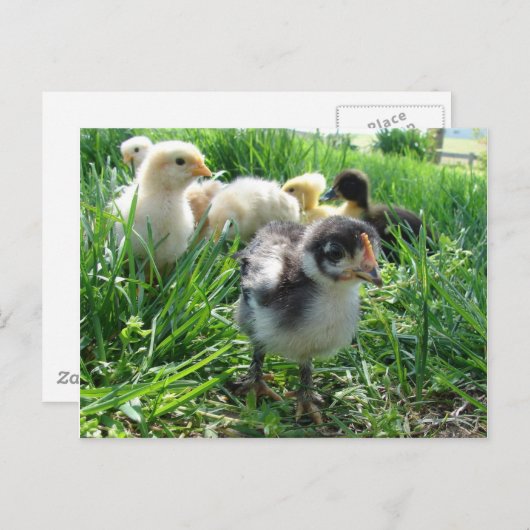 Carte Postale Suivez Le Leader (Devant / Derrière)