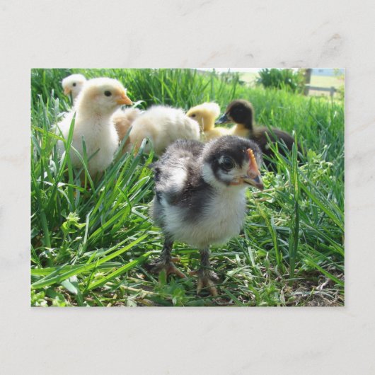 Carte Postale Suivez Le Leader (Devant)