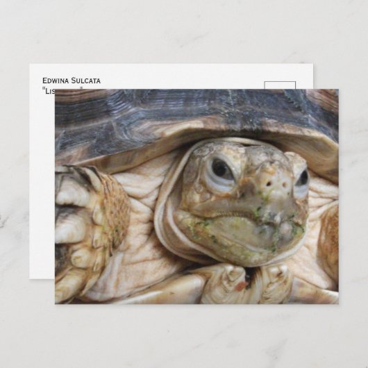 Carte Postale Sulcata Tortoise Face Gros plan, "Ed Écoute" (Devant / Derrière)