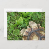 Carte Postale Sulcata Tortoise Manger Clover et Plantain (Devant / Derrière)