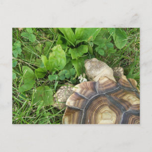 Carte Postale Sulcata Tortoise Manger Clover et Plantain