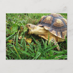 Carte Postale Sulcata Tortoise Pâturage en Herbe, Bouche Ouverte