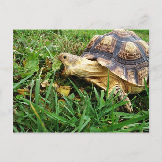 Carte Postale Sulcata Tortoise Pâturage en Herbe, Bouche Ouverte (Devant)