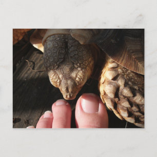 Carte Postale Sulcata Tortoise Watching People Toes