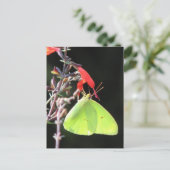 Carte postale Sulfure sur Salvia (Debout devant)