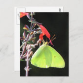 Carte postale Sulfure sur Salvia (Devant / Derrière)