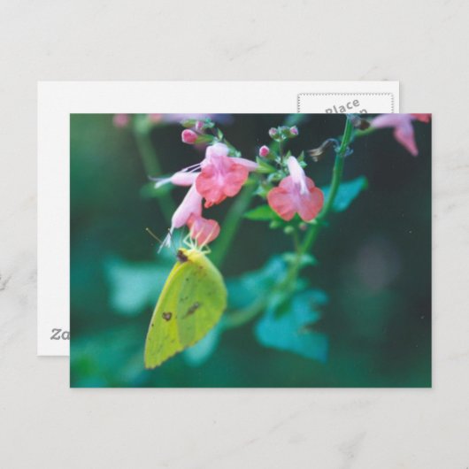 Carte postale Sulfure sur Salvia (Devant / Derrière)