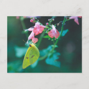 Carte postale Sulfure sur Salvia