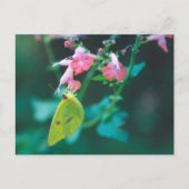 Carte postale Sulfure sur Salvia (Devant)