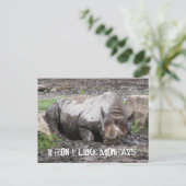 Carte postale Sulking Rhino (Debout devant)