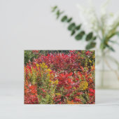 Carte Postale Sumac rouge en automne (Debout devant)