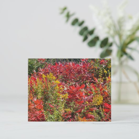 Carte Postale Sumac rouge en automne (Debout devant)