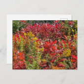Carte Postale Sumac rouge en automne (Devant / Derrière)