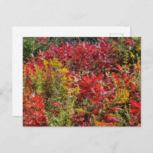Carte Postale Sumac rouge en automne (Devant / Derrière)