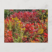 Carte Postale Sumac rouge en automne (Devant)