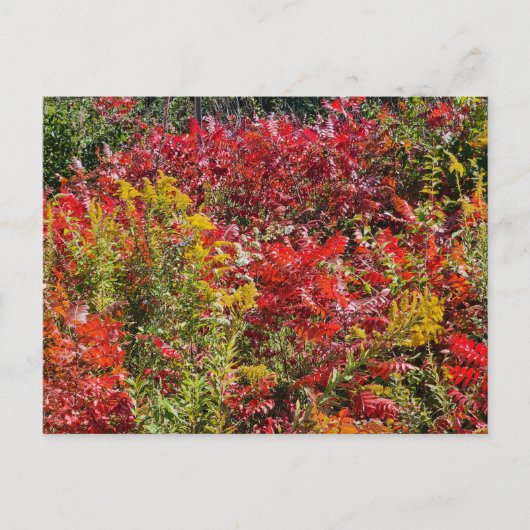 Carte Postale Sumac rouge en automne (Devant)