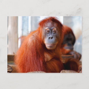Carte Postale Sumatran Orangutan, amical et intelligent