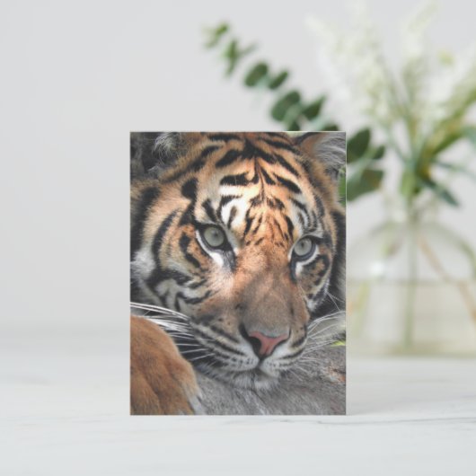Carte Postale Sumatran Tiger (Debout devant)