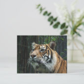 Carte postale Sumatran Tiger (Debout devant)