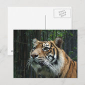Carte postale Sumatran Tiger (Devant / Derrière)
