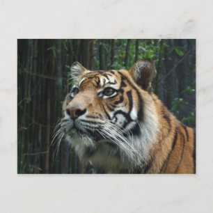 Carte postale Sumatran Tiger