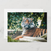 Carte Postale Sumatran Tiger (Devant / Derrière)