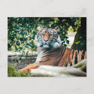 Carte Postale Sumatran Tiger