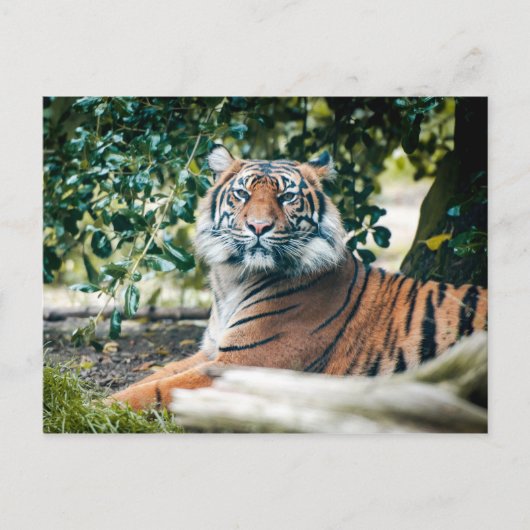 Carte Postale Sumatran Tiger (Devant)