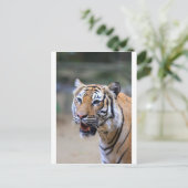 Carte Postale Sumatran Tiger (Debout devant)