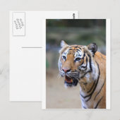 Carte Postale Sumatran Tiger (Devant / Derrière)