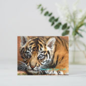 Carte Postale Sumatran Tiger Cub (Debout devant)