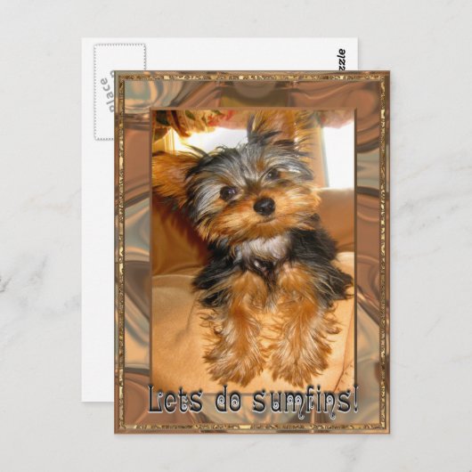 Carte Postale Sumfines Yorkie (Devant / Derrière)