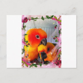 Carte Postale Sun Conure