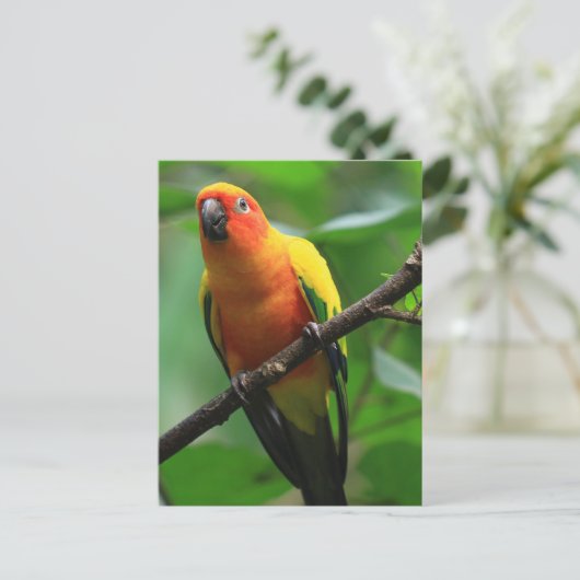 Carte Postale Sun Conure Bird (Debout devant)