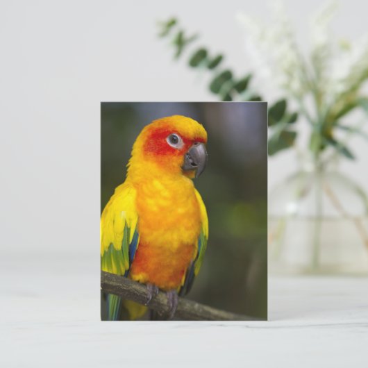 Carte postale Sun Conure Parrot (Debout devant)