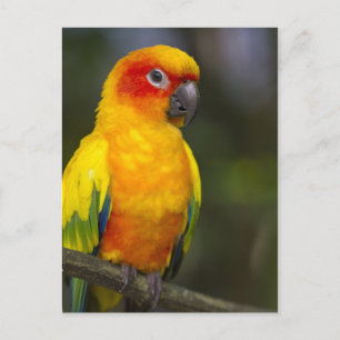 Carte postale Sun Conure Parrot